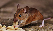 24 Hour & Emergency Exterminators in Attica, IN